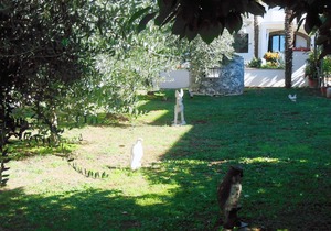 Apartment in Porec, Istria, close to the beach, with balcony