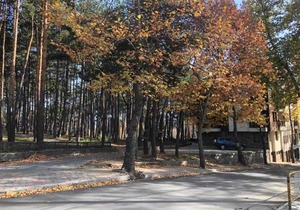 MIDAS - Borov Park