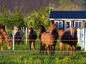 Akurgerði Guesthouse Country Life Style | Sveitarfelagid Olfus