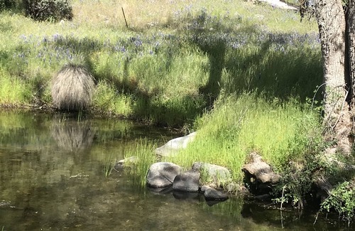 Mariposa House | 12 acre Horse Property on private creek near to Yosemite National Park