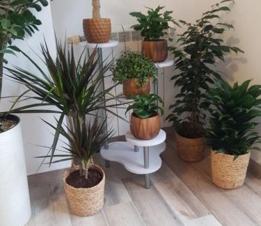 Subotica Apartment | Apartment Rea