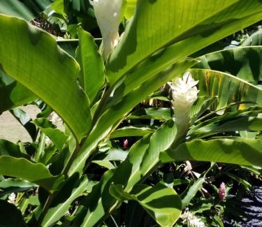 Rarotonga House | Boaza Place