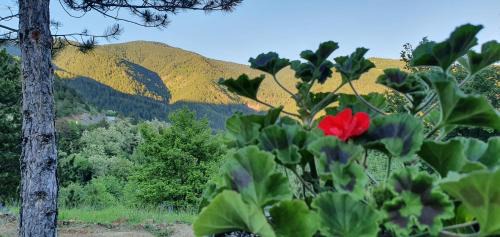 Mokra Gora House | Brvnare Golo Brdo