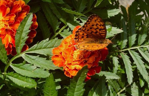 Theth Bed & Breakfast | Bujtina Pllumi Theth
