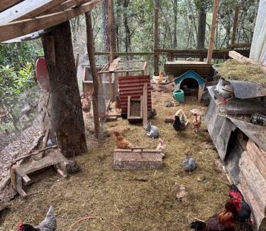 San Cristobal de las Casas Ski Chalet | Cabaña ecológica de la granjita