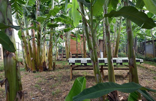 Sao Tome Island Ski Chalet | CHALET 19 An inclusive tourism, an experience for life!