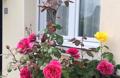 Sene House | Chambre chez l'habitant "Les Roses de Séné"