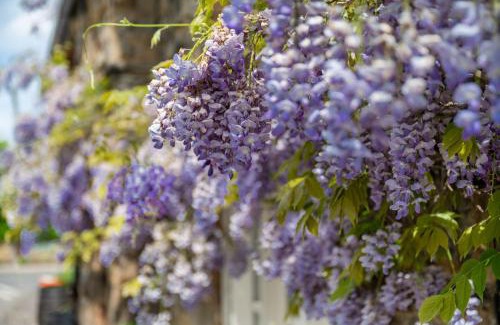 Cawthorne House | Chantry House