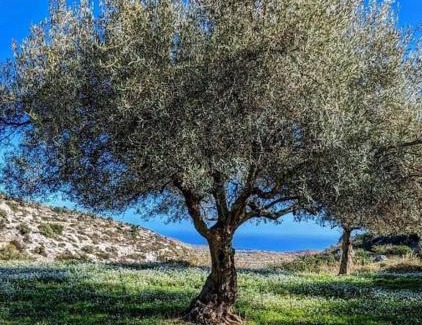 San Corrado di Fuori Villa | Cottage Sant Elia - Country Retreat