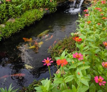 Vang Vieng Resort | Dok Champa Resort