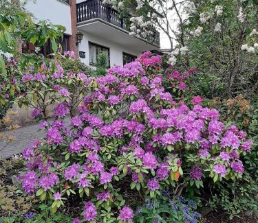 Hallenberg Apartment | Ferienwohnung Waldblick