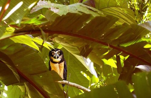 Puerto Viejo de Sarapiqui Cabin | Gran Gavilán del Sarapiquí Lodge