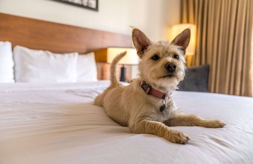 Wilburton Hotel | Hotel 116, A Coast Hotel Bellevue