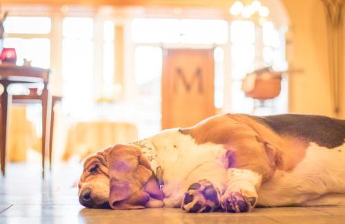 Ried im Zillertal Hotel | Hotel Magdalena im Zillertal - Urlaub mit Hund