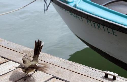 Knysna Boat Rental | Knysna Houseboat Myrtle