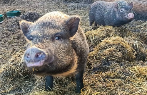 Den Burg Other | Luxuriöses 4-personen-ferienhaus mit Zwei Bädern am Waldrand