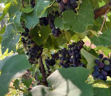 Rogaska Slatina House | Maria's Orchard Cottage - Nature Retreat in Slovenia