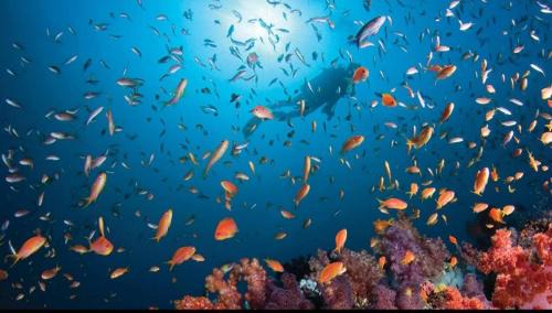 Farukolhufushi Island Boat Rental | Marina Safari Boat