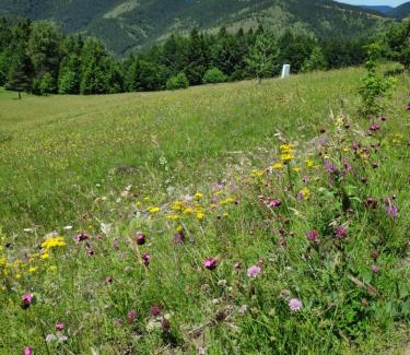 Mokra Gora Apartment | Medeni sat Mecavnik