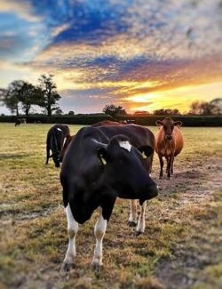 Winsford Other | New Farm Cheshire Holidays
