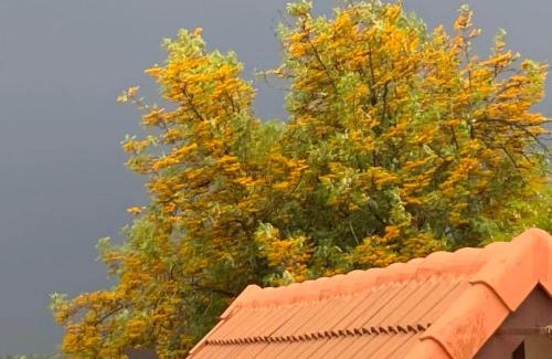 Northcliff House | Oasis On Lily with OWN Pool