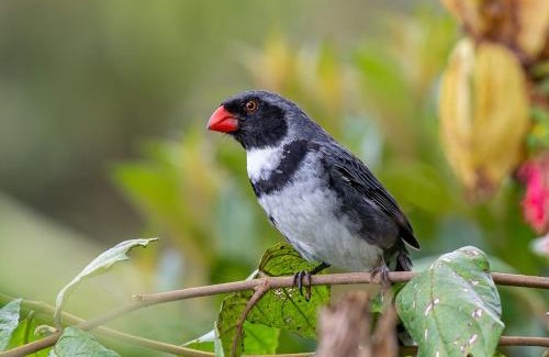 Manizales Cabin | Owl's Watch at Rio Blanco