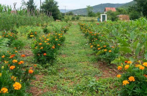 Mostar Cabin | OZ - Obecana Zemlja Permaculture Homestead