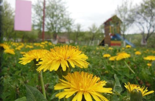 Bazna House | Pension Bassen