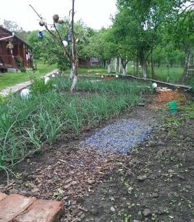 Bazna House | Pension Bassen