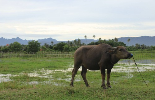 Kampung Kedawang Villa | Sawah Padi Villa - Rice Paddy Field Views