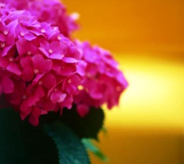 Calambrone Hotel | TH Tirrenia - Green Park Resort