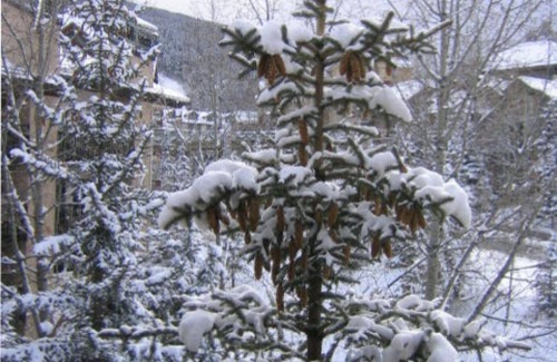 Beaver Creek Condo | TRUE Ski-in/out, walk 2 Village.1364 sf, 2 Kings, 3rd floor units large, BEST .