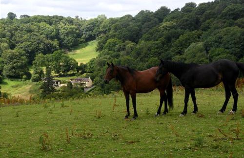 Tan-y-groes House | Ty Twt - complete holiday home