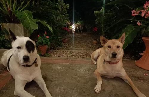 Luang Nuea Bed & Breakfast | Villa Albizia, Chiang Mai