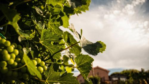 Rosora House | Vittoria Il Graditempo Country House