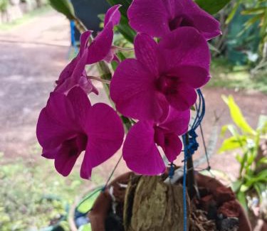 Maradankadawala House | White Guest