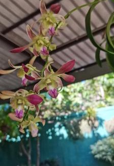 Maradankadawala House | White Guest