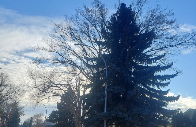 1 bedroom suite,with private entrance, in safe,quiet tree lined neighborhood.