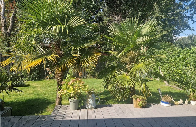2-bedroom palm tree house in fantastic Lemmer with WiFi