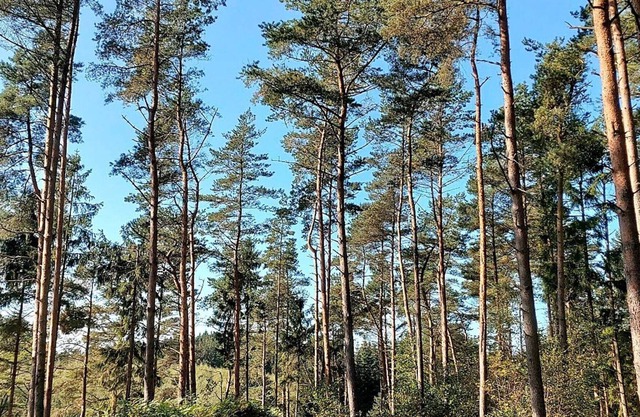 4 star holiday home in Gjern