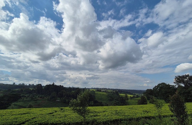 A farmhouse within the Tea farm estates