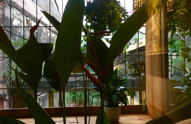 A Green Home