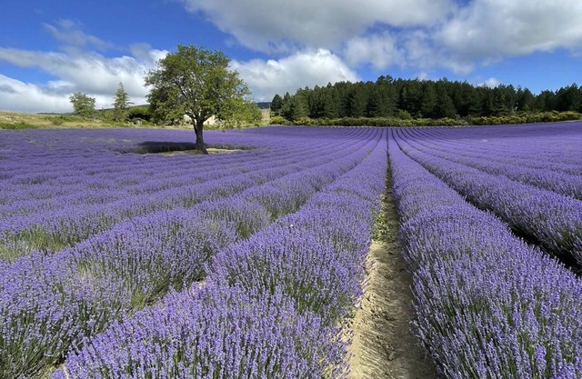 A mont nos hôtes 2