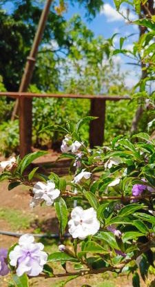 Adisham village agro garden villa