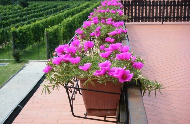 Agriturismo Grillo Iole
