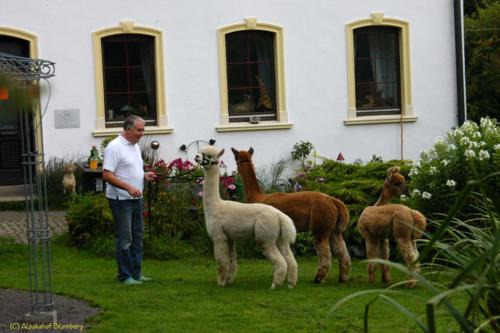 Alpakahof Blomberg