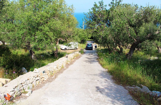 Among the Olive Trees 651