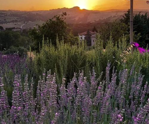 Amor di Lavanda