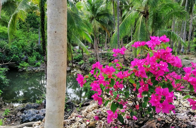AndNindot Garden Resort