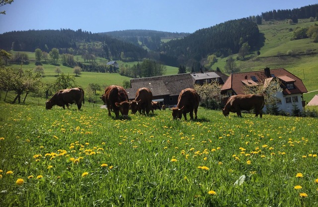 Apartment / app. for 5 guests with 75m² in Oberried (125218)